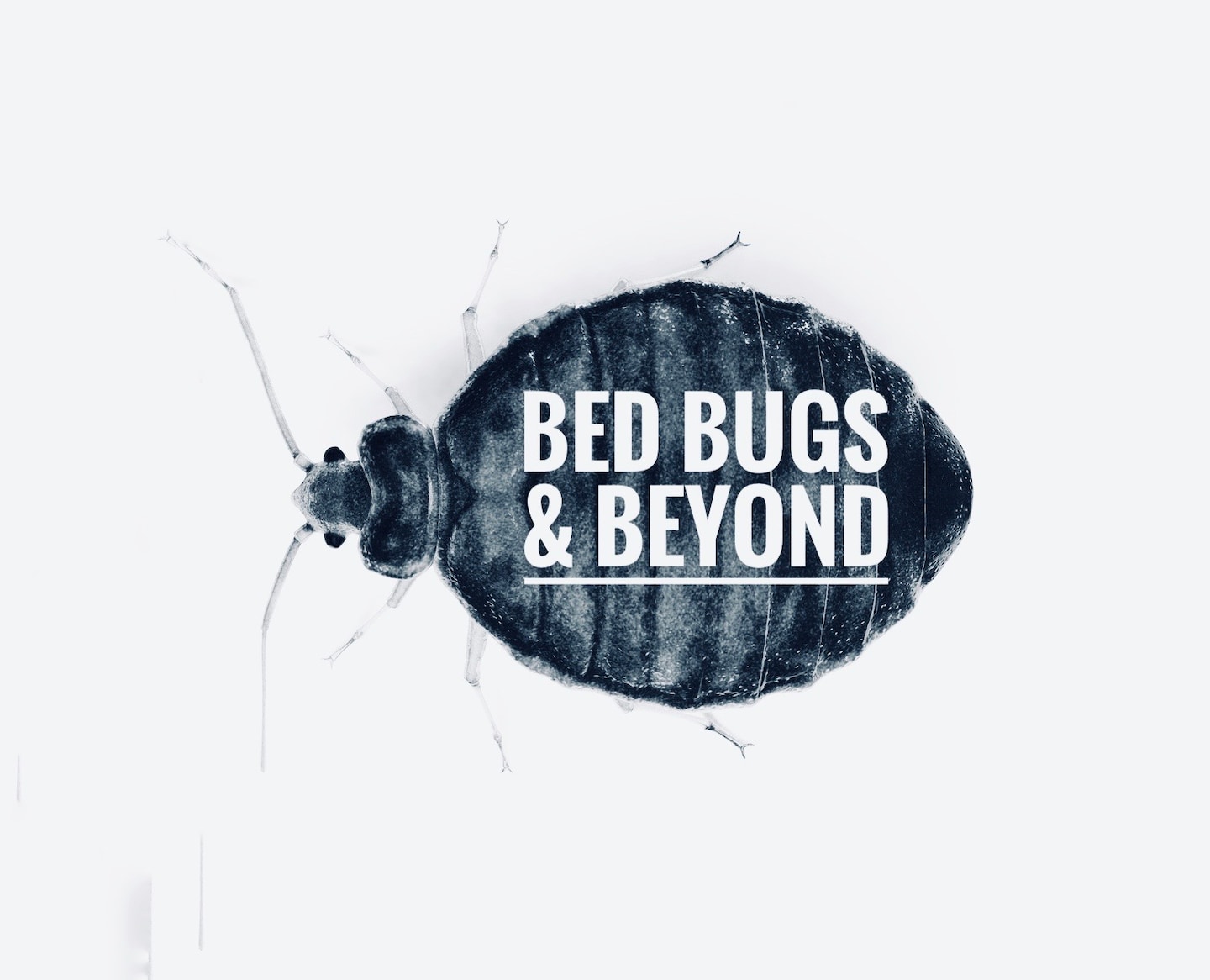Profile Image of Pro Bed Bugs & Beyond